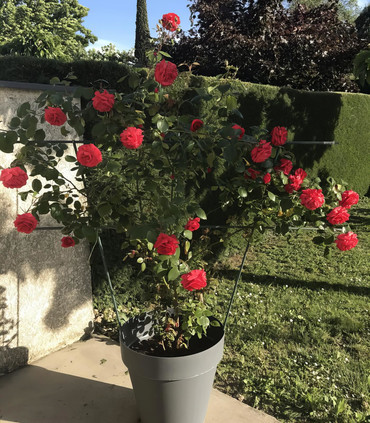 Rosier rouge vif 'Jacques'