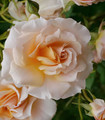 Rosier grimpant rose abricot 'Patrick Mioulane'