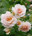 Rose 'Patrick Mioulane' coloris rose abricot