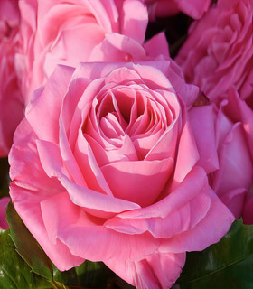 Rosier grimpant 'Adrien Sénéclauze'