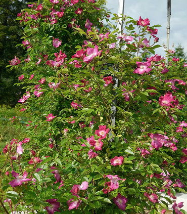 Rosier grimpant 'Stéphane Marie' rose fuchsia