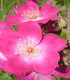 Rosier grimpant et arbusif 'Stéphane Marie'