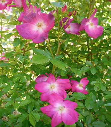 Rosier arbusif 'Stéphane Marie'