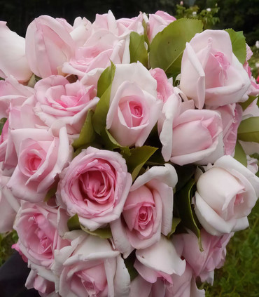 Rosier grimpant 'Je t'Aime' couleur blanc rosé