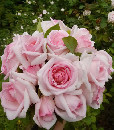 Rosier grimpant 'Je t'Aime'