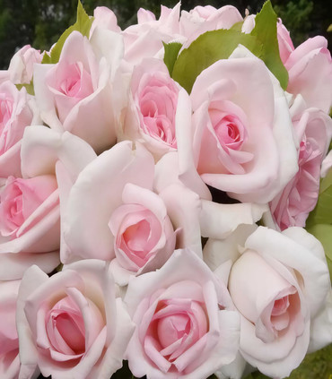 Rosier médaillé 'Je t'Aime'