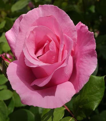 Rosier grimpant 'Sophia Grojsman'