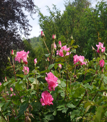 Rosier arbustif 'Sophia Grojsman'