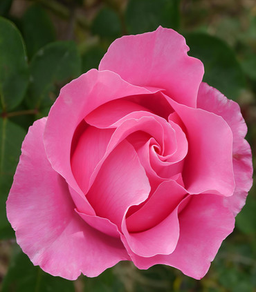 Rosier grimpant arbustif 'Sophia Grojsman'