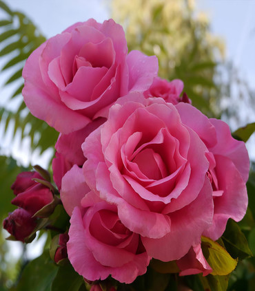 Rosier grimpant 'Sophia Grojsman' création Dominique Croix 2019