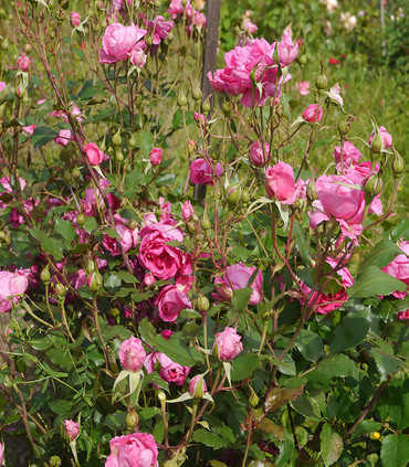 Rosier grimpant arbustif 'Nadia de Kermel'