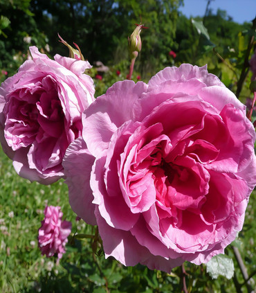 Rosier grimpant 'Nadia de Kermel' création Dominique Croix