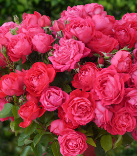 Rosier grimpant arbustif 'François Croix'