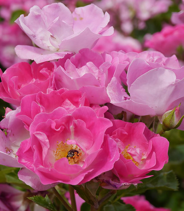 Rosier grimpant 'Ville de Bourg-Argental'