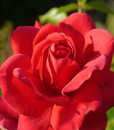 Rosier grimpant arbustif 'Anne Bara'