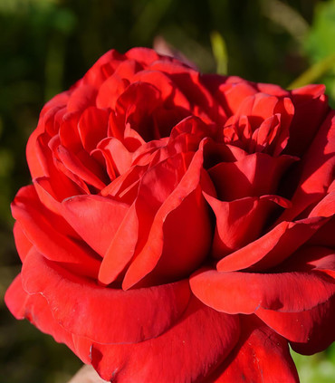 Rosier grimpant 'Anne Bara'