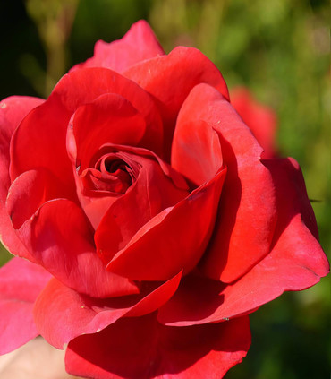 Rosier grimpant 'Anne Bara' création Jacques Ranchon