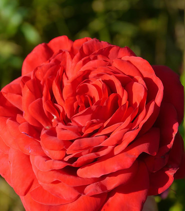 Rosier grimpant rouge vif 'Anne Bara'