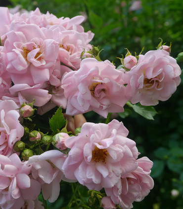 Rosier grimpant 'Ville de Montbrison'