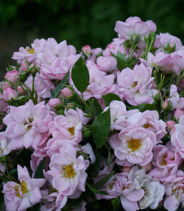 Rosier grimpant arbustif 'Ville de Montbrison'