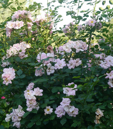 Rosier grimpant arbustif 'Ville de Montbrison' création Jacques Ranchon