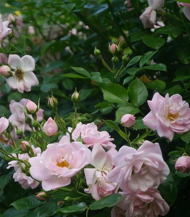 Rosier grimpant arbustif 'Ville de Montbrison' rose pâle