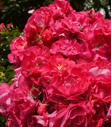 Rosier grimpant arbustif 'Pierre Loti'