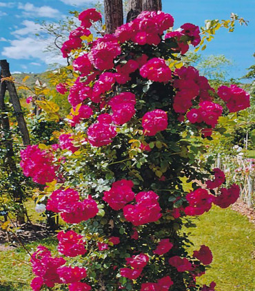 Rosier grimpant 'Pierre Loti' rouge intense