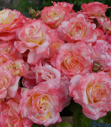 Rosier grimpant 'Rosine et Figaro'
