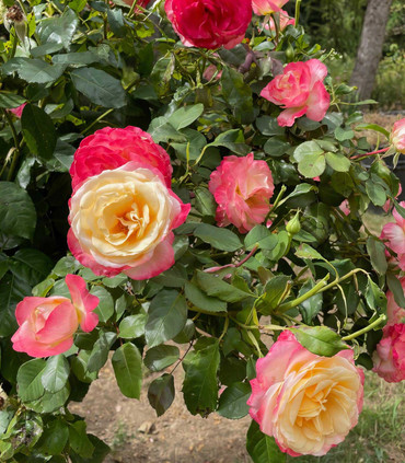 Rosier grimpant arbustif 'Rosine et Figaro'