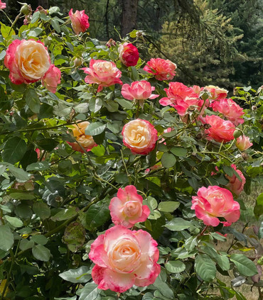 Rosier grimpant 'Rosine et Figaro' création Jacques Ranchon