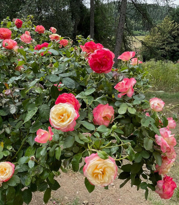 ROSINE ET FIGARO ™