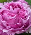 Rosier arbusif Rosa 'Val-de-Marne' couleur parme