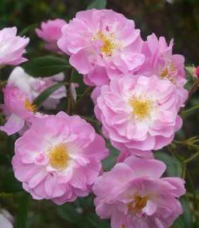 Rosier grimpant 'Guigal d'Or'