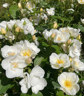 Rosier grimpant 'Myriam Rosa Mystica'