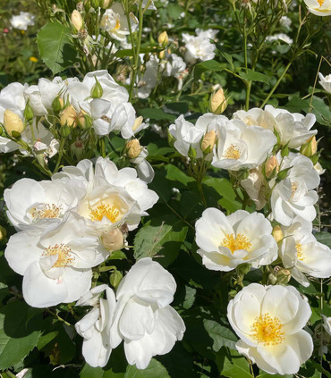 Rosier grimpant 'Myriam Rosa Mystica'