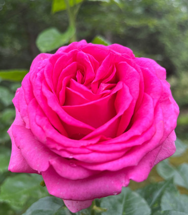 Rosier grimpant 'Lapouge-Dejean'