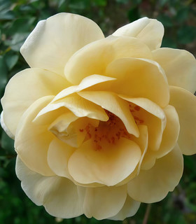 Rosier grimpant jaune crème 'Suzanne'