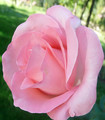 Rosier tige 'Diane de Poitiers' couleur rose clair