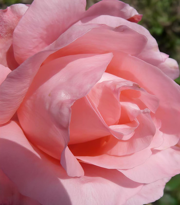 Rosier tige 'Diane de Poitiers' couleur rose pur clair