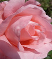 Rosier tige 'Diane de Poitiers' couleur rose pur clair