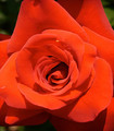 Rosier tige grandes fleurs 'Saint-Victor' rouge