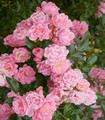 Rosier tige grandes fleurs 'The Fairy Rose'