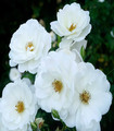 Rosier tige 'Fée des Neiges' couleur blanc