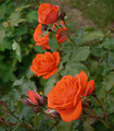 Rose 'Chateauroux' rouge orangé