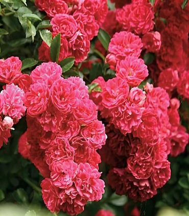 Rosier tige pleureur 'Excelsa'