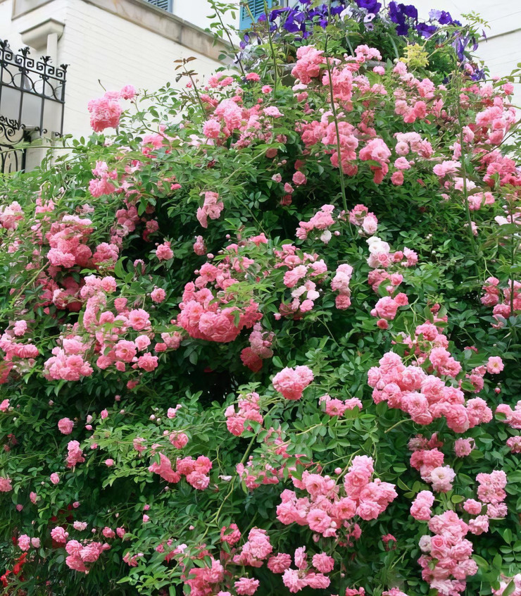 Rosier Tige Pleureur Parfume