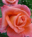 Rosier tige 'Mosaïque' pastel orangé