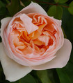 Rosier tige 'Louis Gerossier'