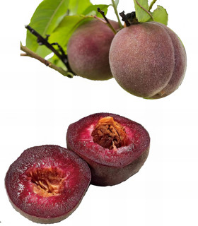 Pêcher de vigne sanguine